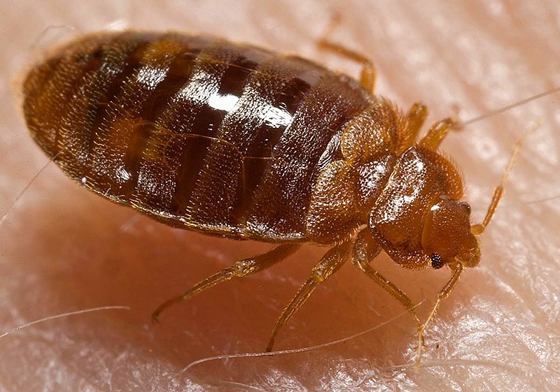 Bed Bugs Bedbugs Elite Pest Control