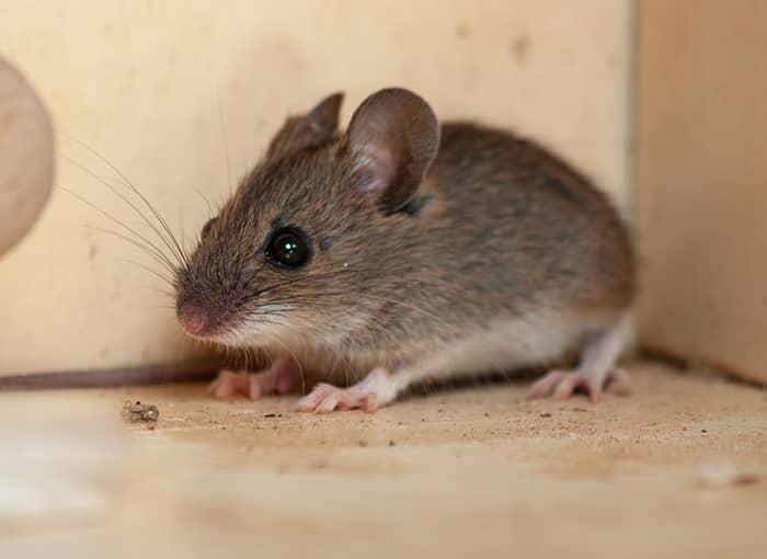 Rats Mice Mouse Rodents Elite Pest Control
