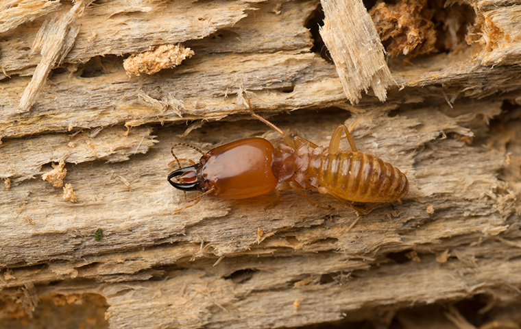 Termites Elite Pest Control